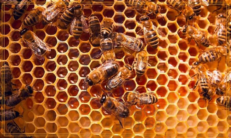 اسید فرمیک زنبورداری – کنترل کنه واروا